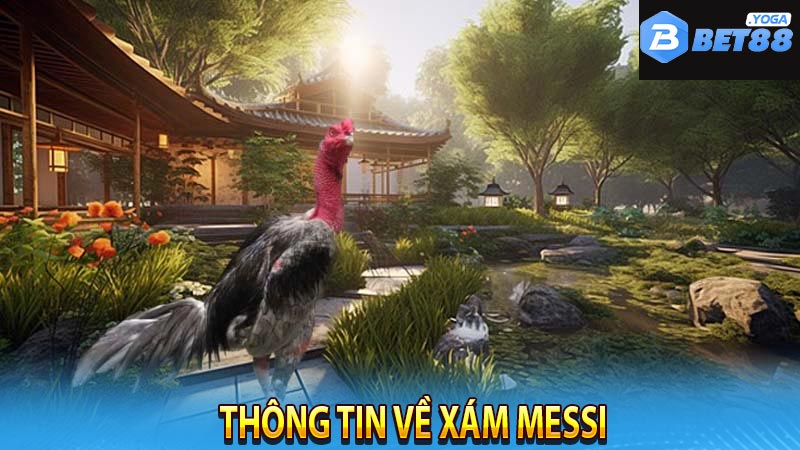 Thông tin về Xám Messi