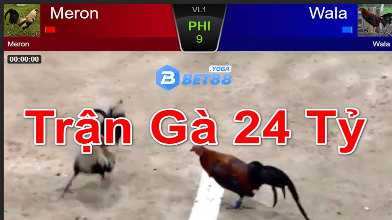 Trận Đá Gà 24 Tỷ